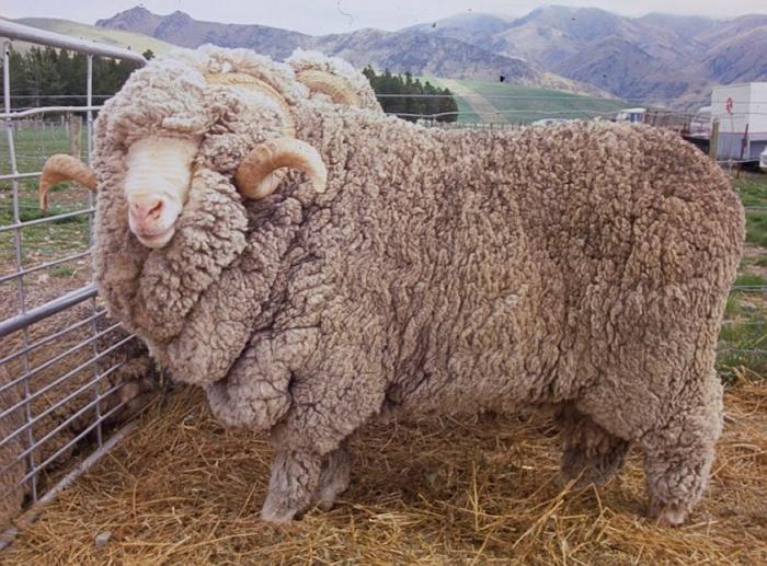 Que donnent les moutons mérinos? Laine, et pas seulement!