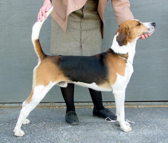 Foxhound américain - ami affectueux et fidèle
