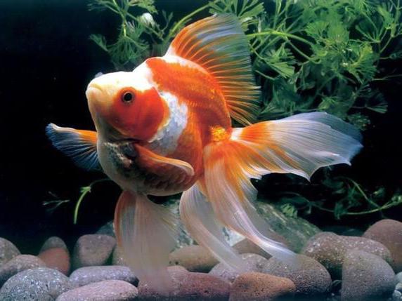 combien de fois nourrir le poisson dans l'aquarium des guppys