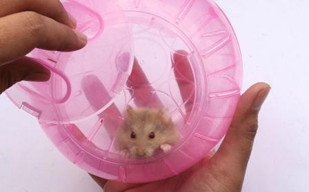 Comment prendre soin d'un hamster à la maison: conseils utiles