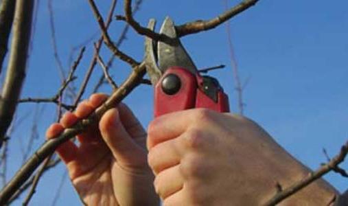Abricot - planter et prendre soin d'un arbre fruitier