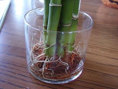  soins à domicile en bambou