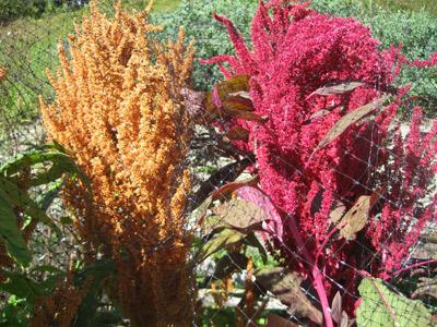 Récolte décorative, alimentaire, médicinale et fourragère d'amarante: plantation et soin