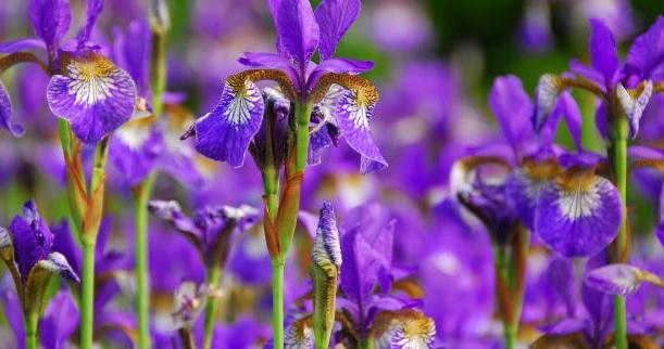 Iris: planter et prendre soin des belles fleurs