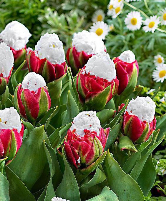 bulbes de tulipes glaces 