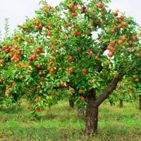 Les secrets du jardinage: habillage de pomme en automne