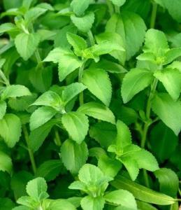 Stevia: culture, reproduction, soin, application
