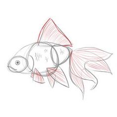 Comment dessiner un poisson rouge avec un crayon? Instruction étape par étape