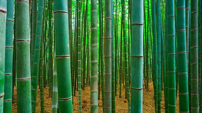 images de bambou