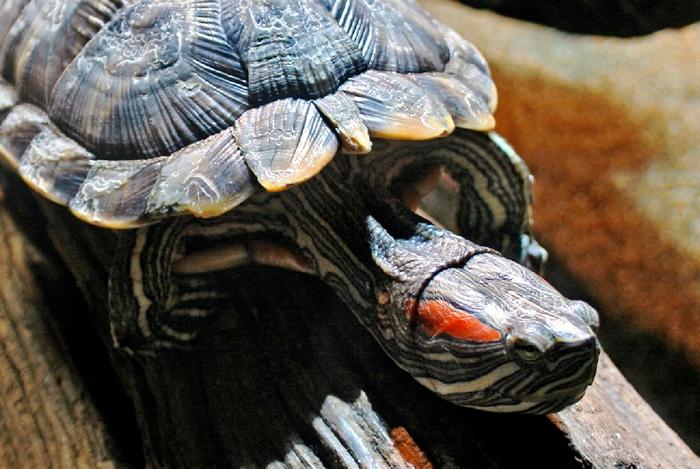 comment déterminer l'âge de la tortue à ventre rouge