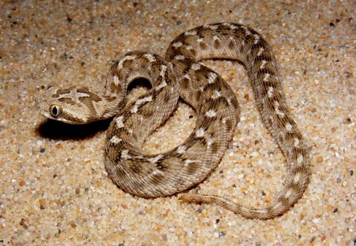 Serpent du désert ef: description, habitat et danger pour les humains