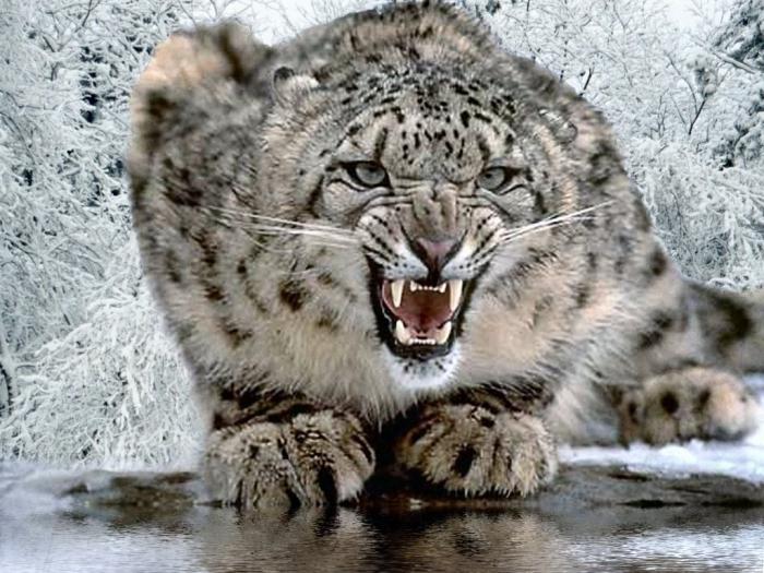 animal léopard des neiges