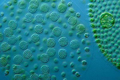 Pourquoi le volvox est-il attribué aux organismes unicellulaires? La structure de l'algue wolvox