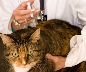 Rage chez un chat: symptômes de la maladie et besoin de prévention