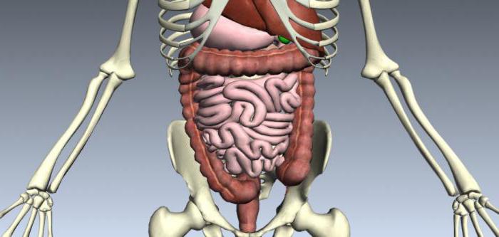 Quels sont les organes du système digestif