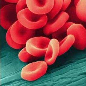 Les leucocytes dans le sang: la norme pour une personne à différentes périodes de sa vie